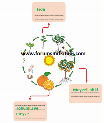 3.Sınıf Fen Bilimleri Meb yayınları Çalışma Kitabı Sayfa 100 Cevapları