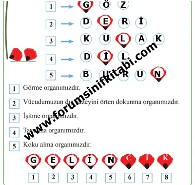 "3. Sınıf Fen Bilimleri Kitabı Sayfa 36-37-38-39-40 Cevapları"